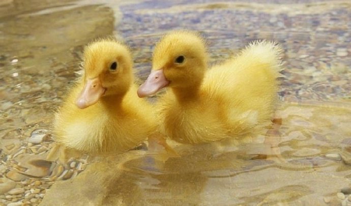 一组超可爱的小黄鸭图片