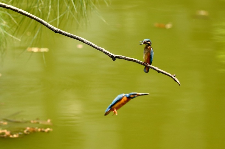 两只在河边捕鱼的小翠鸟图片