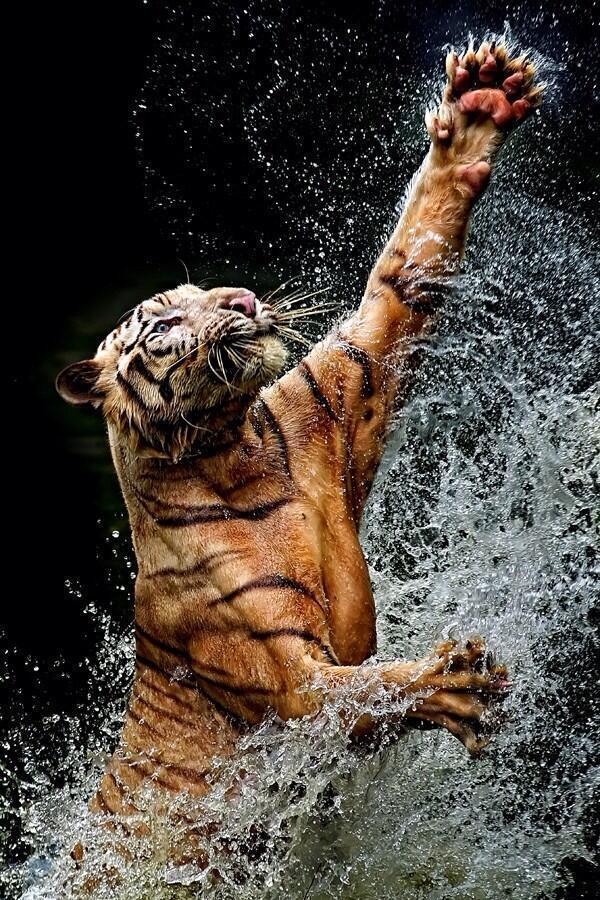 在水里嬉戏的老虎图片欣赏
