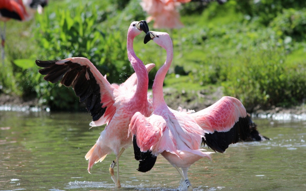 一组粉色的火烈鸟图片