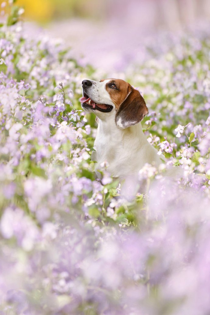 紫色花丛中开心的比格犬