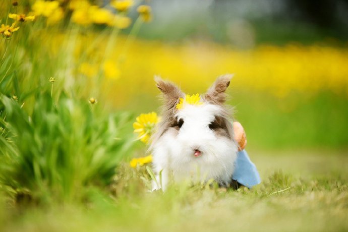 一只超级软萌的小兔兔图片