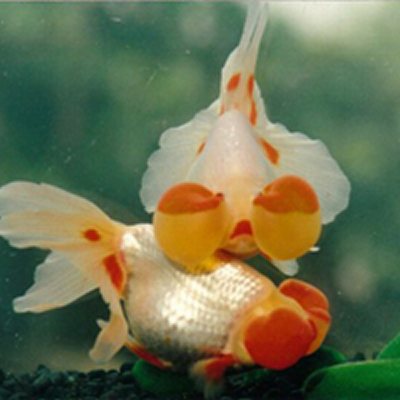一组漂亮的小金鱼图片