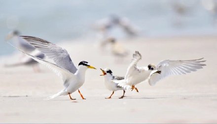 一组海边觅食的海鸥图片