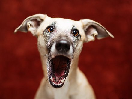 一组可爱听话的狗狗摄影图片