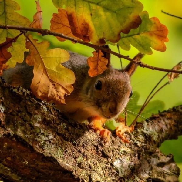 一组秋天里可爱的小松鼠