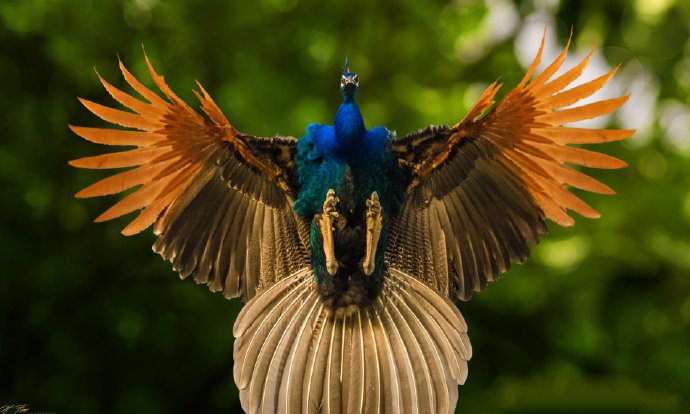 自然界美妙的鸟儿图片
