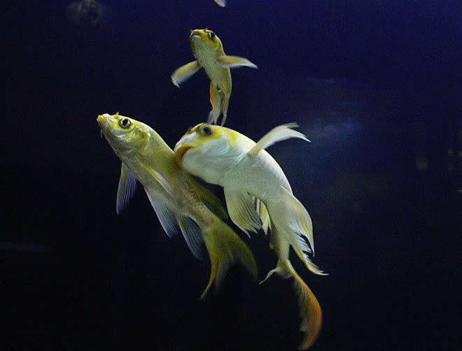 一组欢乐的金鱼图片