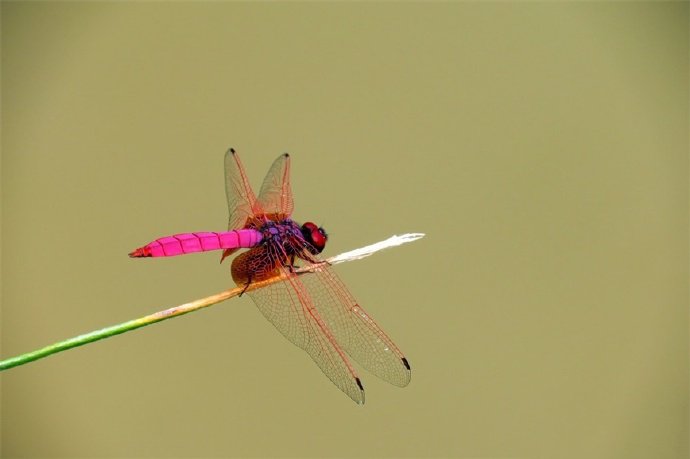 矫捷、灵巧、圆活的紫色蜻蜓图片