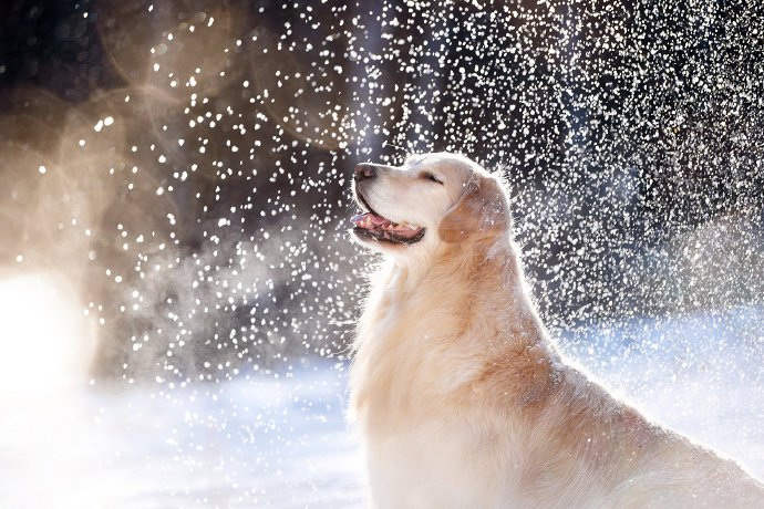 雪景里开心的小狗狗图片欣赏
