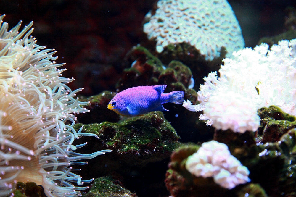 热带珊瑚里的彩鱼图片