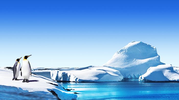 一组萌萌哒的南极企鹅图片