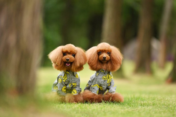 一组超可爱的两只泰迪狗狗图片欣赏