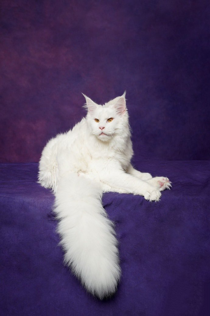 一组紫色背景下的缅因猫图片
