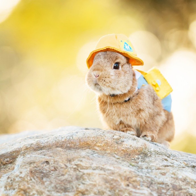 一组超级可爱小兔子戴帽子图片欣赏