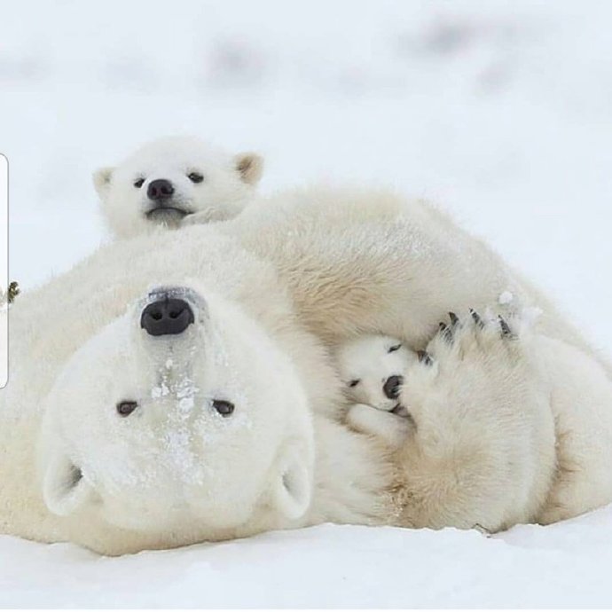 喜欢黏着妈妈的小北极熊图片