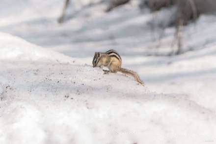 雪地上可爱的花栗鼠图片