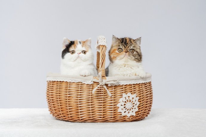 一篮子的加菲小猫图片