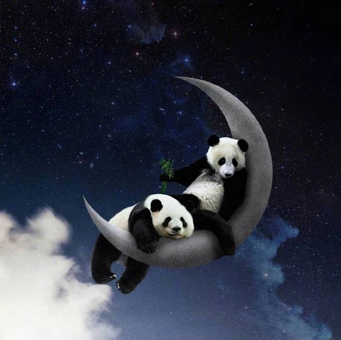 Mr.Panda的奇幻冒险之旅图片欣赏