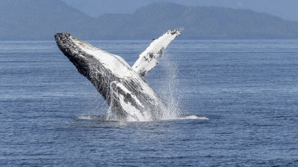 一组大型哺乳类动物鲸鱼高清图片