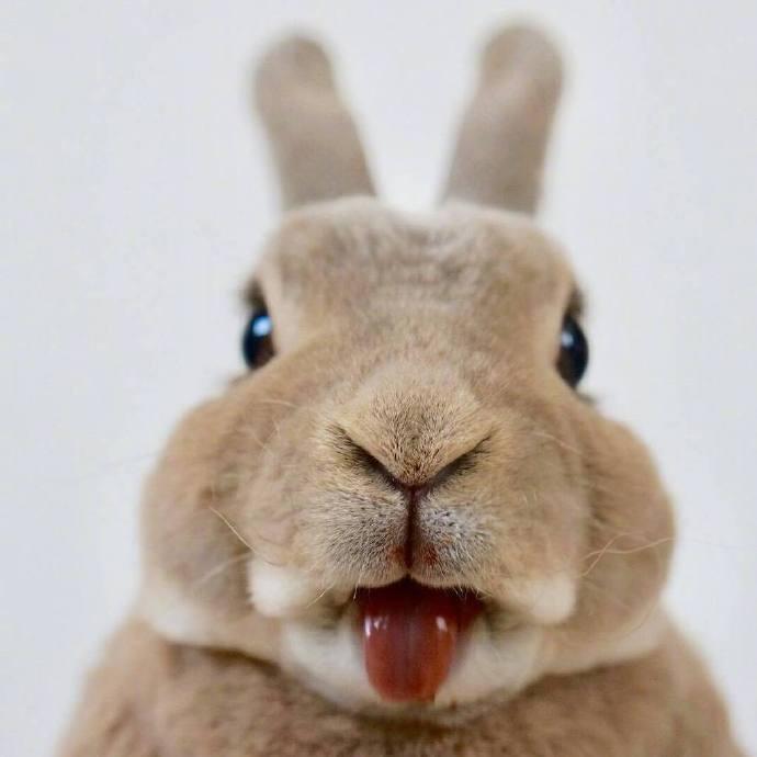 一组超级可爱呆萌的小兔子图片