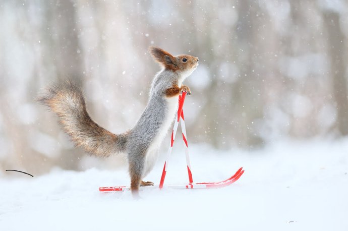 一组冬天里做运动的小松鼠