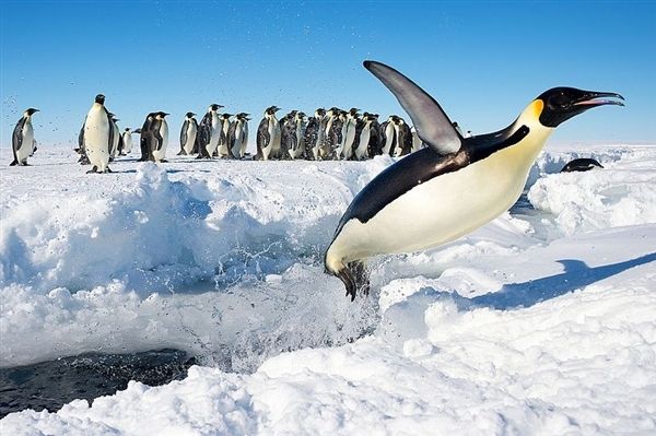 一组萌萌哒的南极企鹅图片