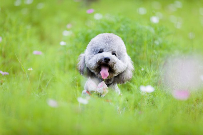 春天里拍摄的狗狗艺术照