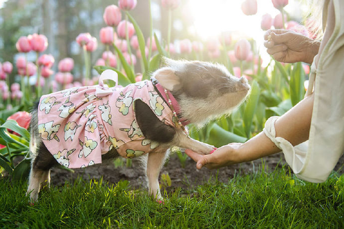 郁金香和宠物猪图片欣赏
