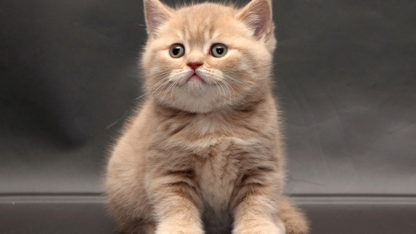 温柔可爱的英国短毛猫图片