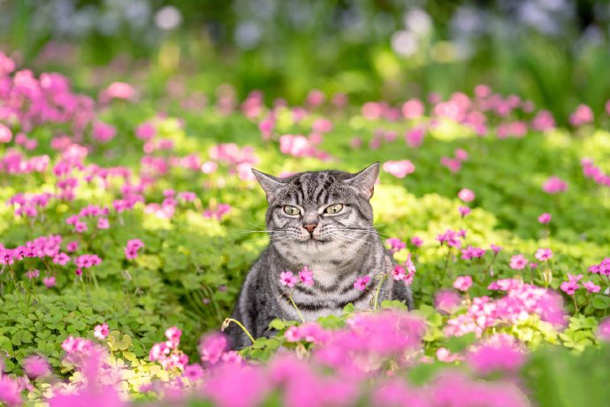花丛中的虎斑猫图片