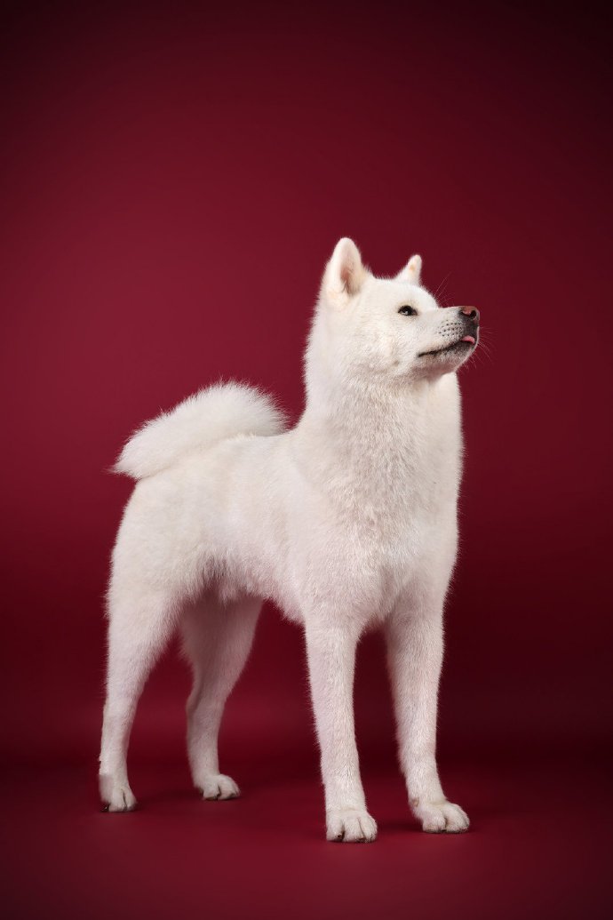 一组帅帅的白色的秋田犬 图片欣赏