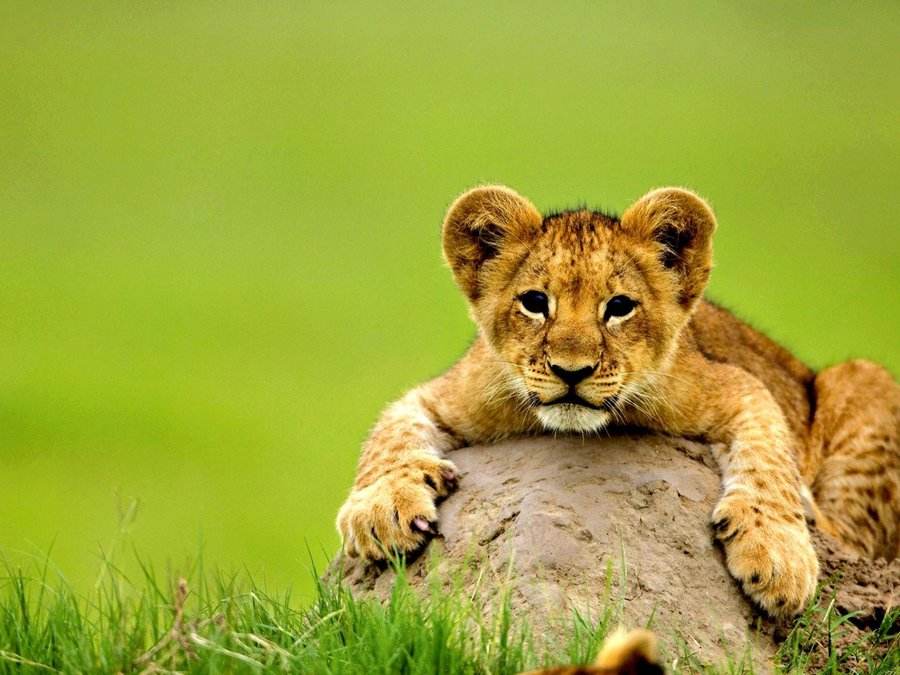 小时候超可爱的狮子图片欣赏