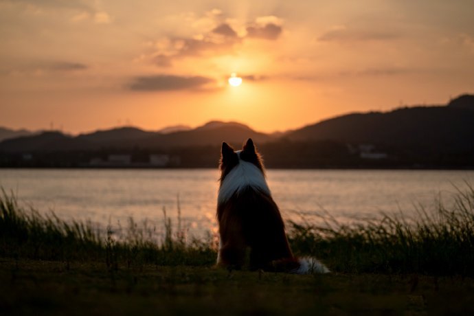 小溪边、夕阳下的边牧狗狗