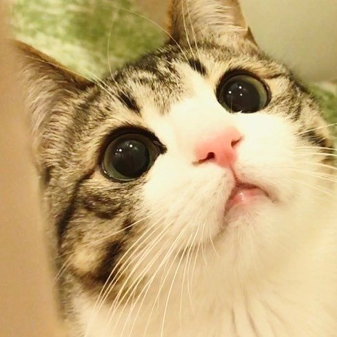 有着圆圆大眼睛的可爱小猫猫图片欣赏