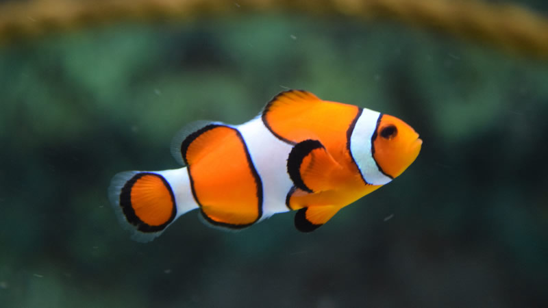 五彩斑斓的小丑鱼图片欣赏