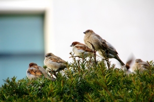 小型鸟类——树麻雀图片