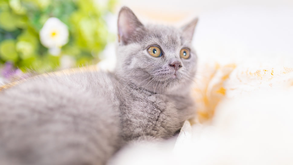 一组灰色超可爱的小猫咪图片欣赏