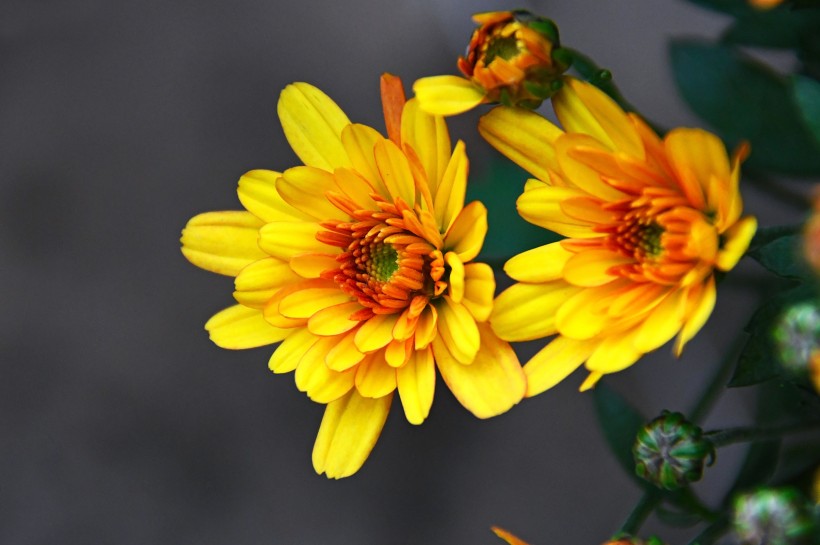 一组向阳花开的非洲菊图片欣赏
