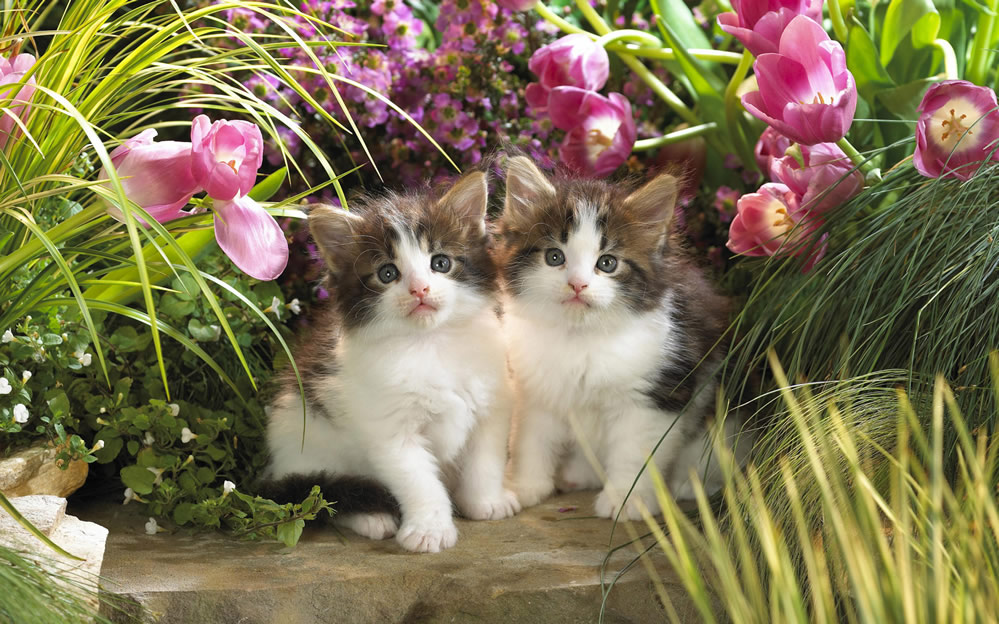 一组猫咪在花丛中的图片