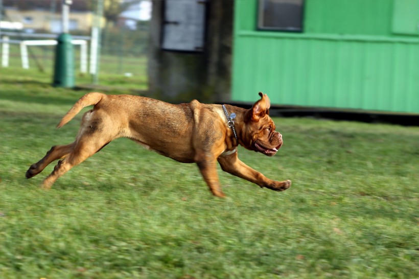 在草地玩耍的波尔多犬图片