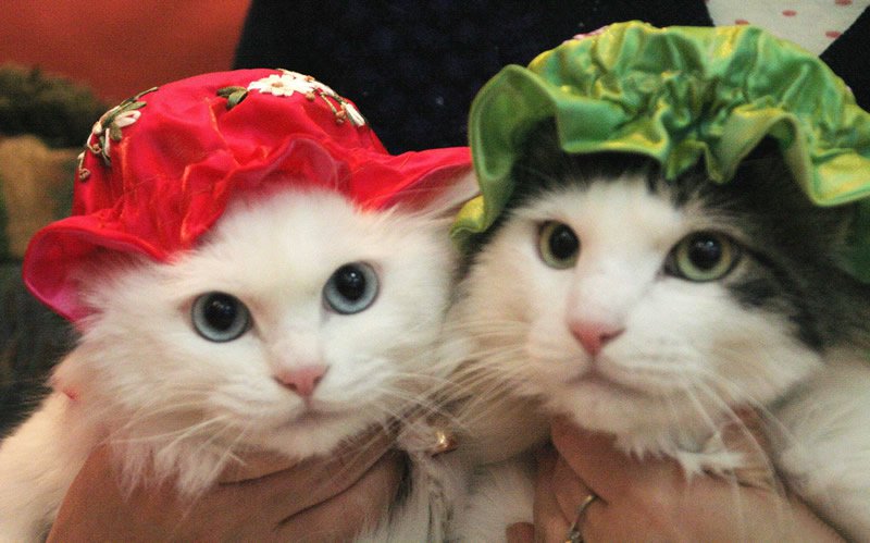 戴帽子可爱的猫咪图片