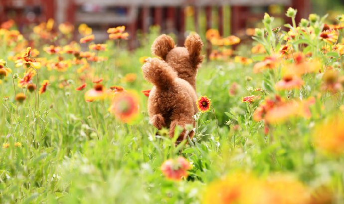 一组超级可爱在花丛中的小狗狗