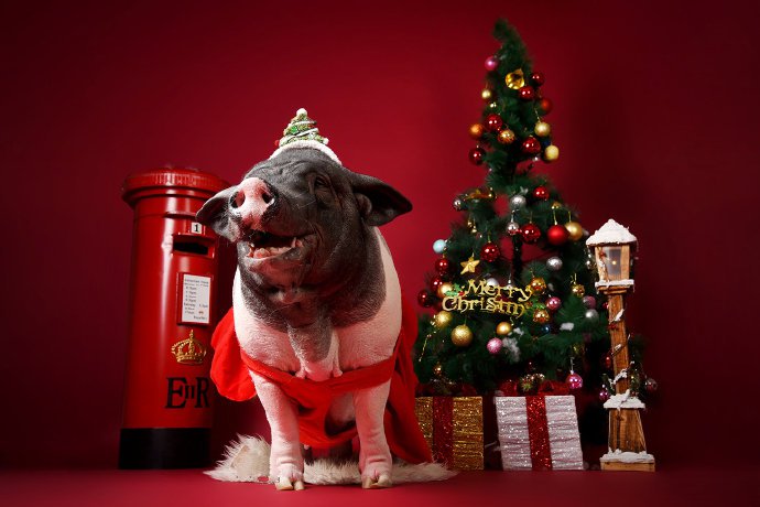 猪猪年得有特别的猪猪圣诞祝福