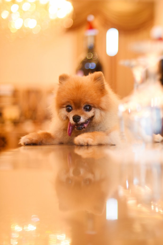 一组橘色超可爱的博美狗狗
