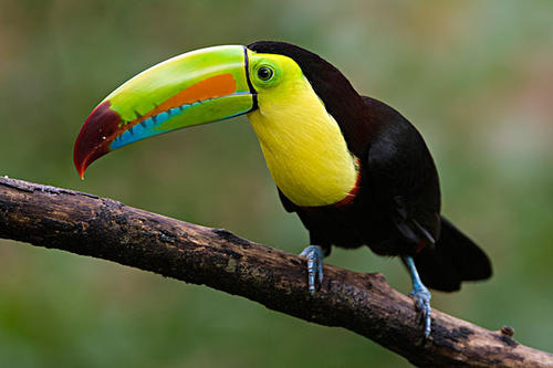 色彩艳丽的巨嘴鸟图片