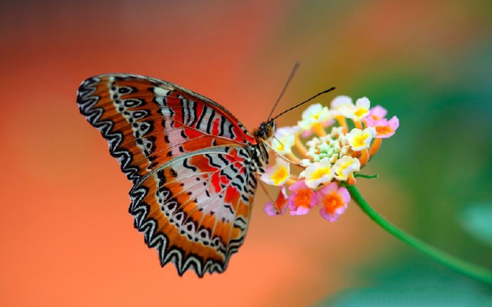花朵上徘徊的蝴蝶图片欣赏