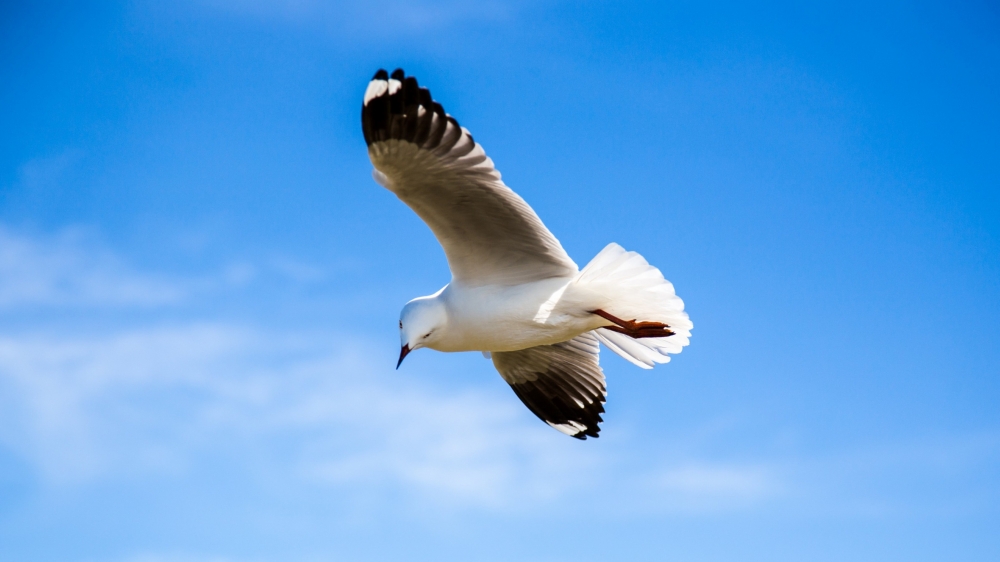 一组天空中飞翔的海鸥图片欣赏