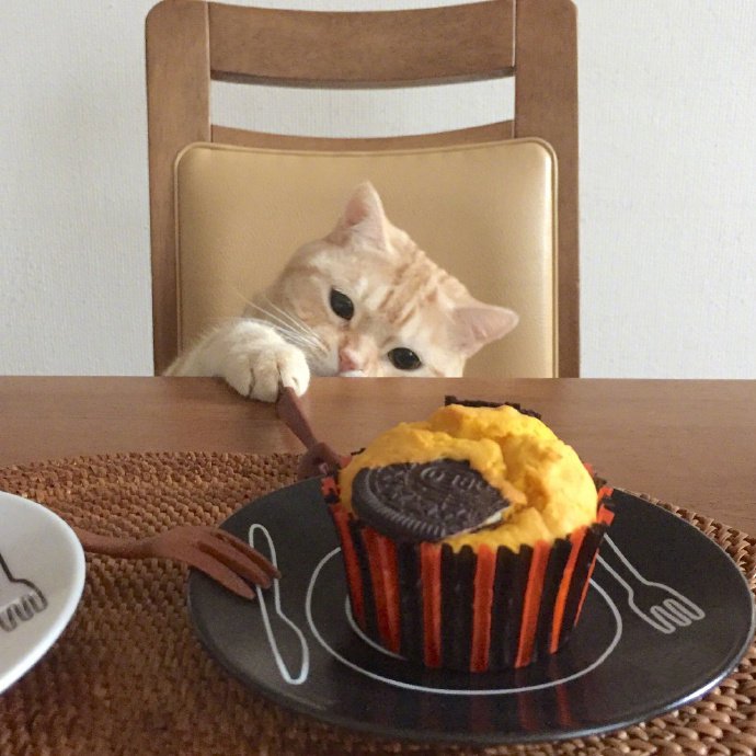 一组超级可爱的猫猫想吃东西图片欣赏