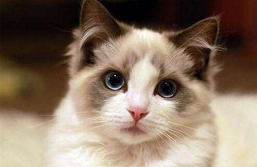 温顺可爱的布偶猫图片
